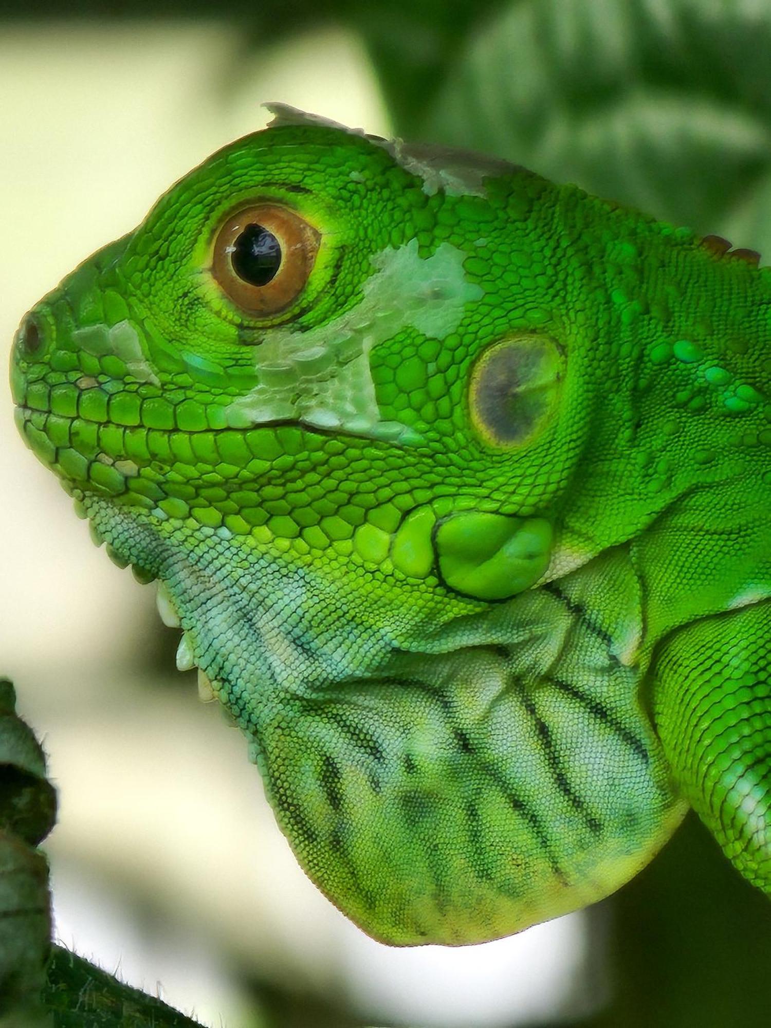Departamento 7 Tortuguero Leilighet Eksteriør bilde