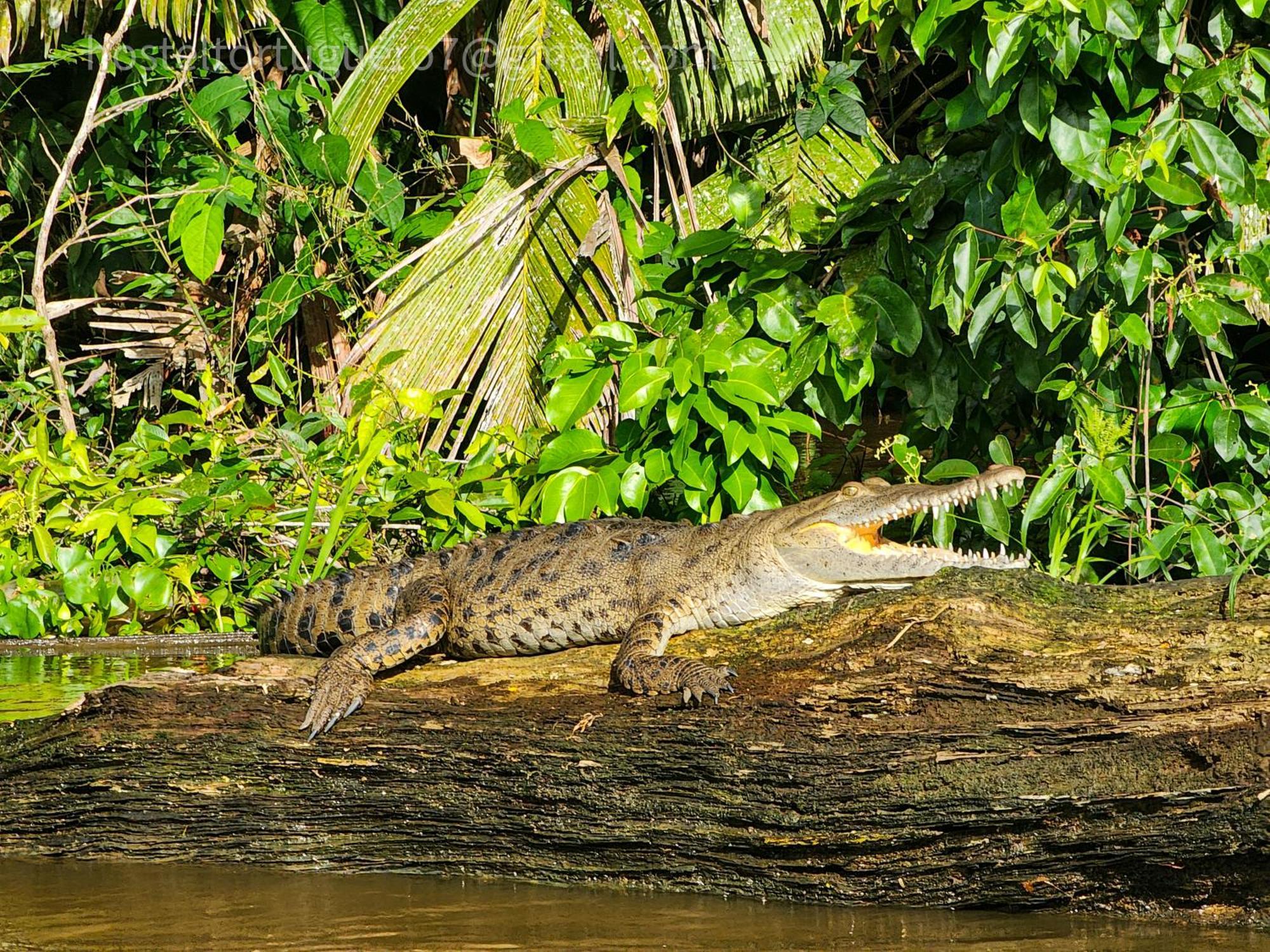 Departamento 7 Tortuguero Leilighet Eksteriør bilde
