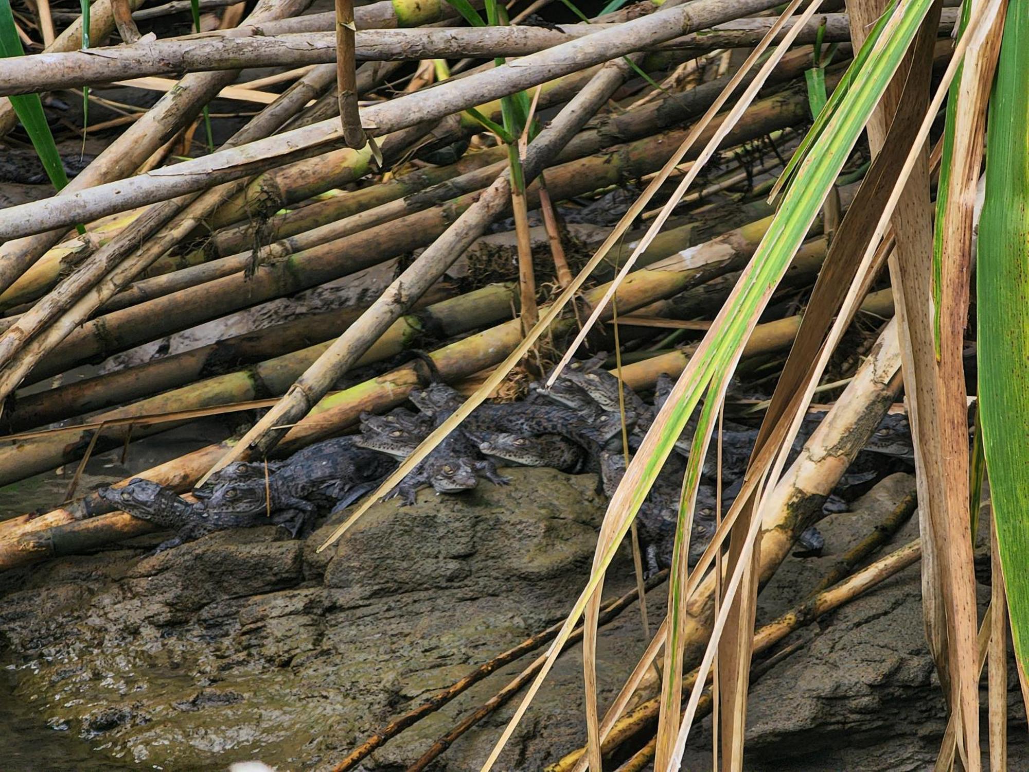 Departamento 7 Tortuguero Leilighet Eksteriør bilde